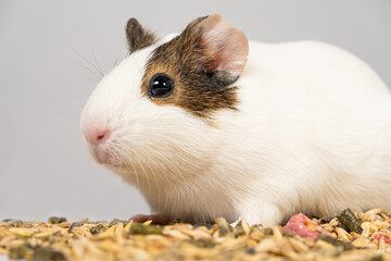 A small guinea pig sits near the feed on a white background.