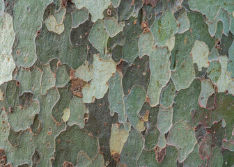 Closeup view of plane tree bark - natural army camouflage style green textured background