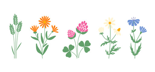 Set of wild flowers, floral clipart