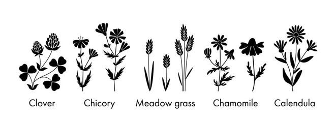 Set of botanical silhouettes, vector wildflowers and meadow grasses