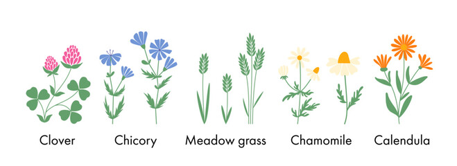 Set of botanical clipart, wildflowers and meadow grasses - obrazy, fototapety, plakaty