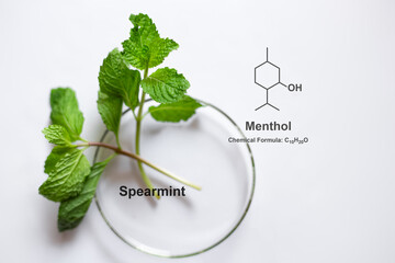 Chemical structure of menthol compound from spearmint tree, menthol is a major compound in a plant...