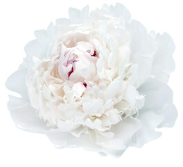 White  peony flower  on  isolated background with clipping path. Closeup. For design.   Transparent background.   Nature.