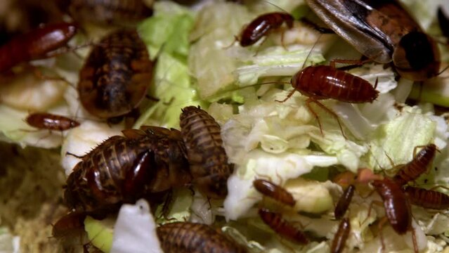 A group of cockroaches of different species big and small eat food. Domestic cockroach eats cabbage and bread in the kitchen. Family of insects. Harmful insect. Red cockroach set. Disgusting animals.