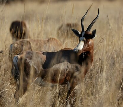 Beautiful shot of a blesbok grazing in a field