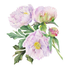Watercolor bouquet arrangement with hand drawn delicate pink peony flowers, buds and leaves. Isolated on white background. For invitations, wedding, love or greeting cards, paper, print, textile