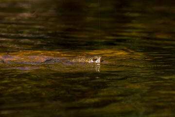 rainbow trout rising in a river