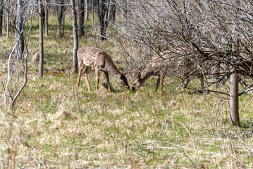 Deer In Their Winter Coats Feeding Along The Fox River Trail In Spring Near De Pere, Wisconsin
