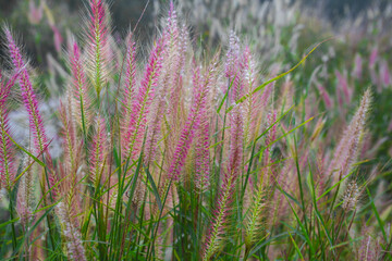 lavender field in the morning