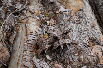 Tree bark is bark and bast and protects the tree