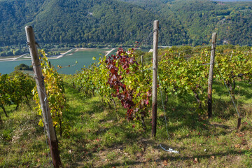 Vines in a vineyard near Assmannshausen/Germany in autumn with the Rhine in the background