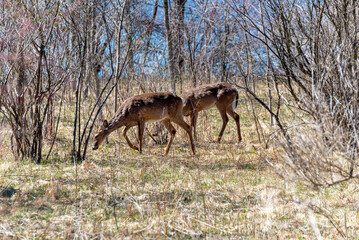 Deer In Their Winter Coats Feeding Along The Fox River Trail In Spring Near De Pere, Wisconsin