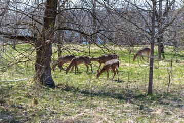 Deer In Their Winter Coats Feeding Along The Fox River Trail In Spring Near De Pere, Wisconsin