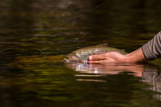 Baby Rainbow Trout Being Released By A Fisherman