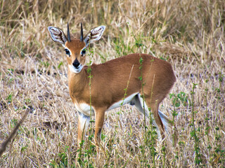 Male Steenbok in Kruger National Park