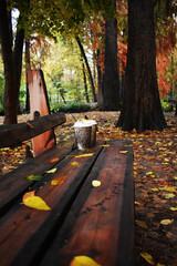 Autumn leaves on a bench with coffee in the park