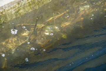 The Danube river and its old waters are photographed in Bavaria near Regensburg