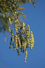 Beans of the Japanese pagoda tree (Styphnolobium japonicum) in autumn
