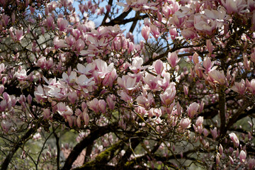 Magnolia tree in full bloom