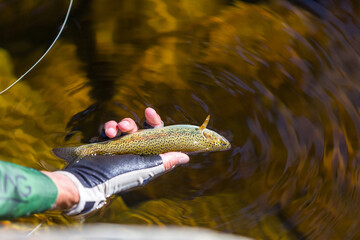 hand holding a rainbow trout