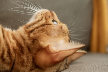Head of a cute Bengal cat close-up. - obrazy, fototapety, plakaty