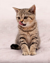 Beautiful scottish straight kitten looking up on grey background