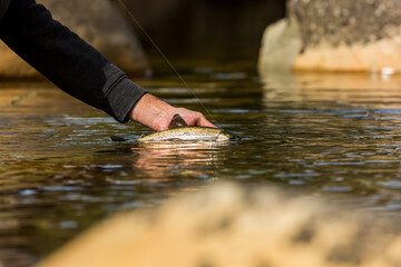 trout fisherman putting a rainbow trout back into the river