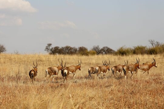 Herd of blesbok in the valley