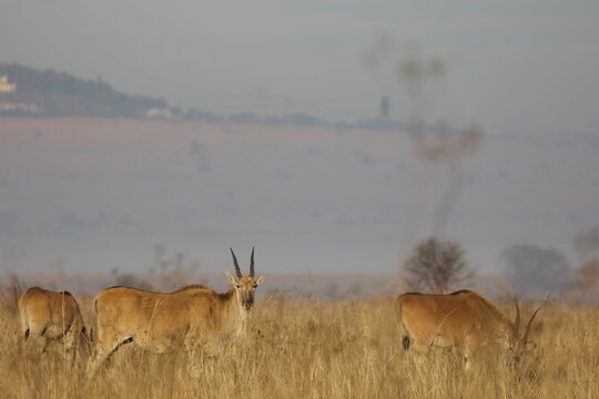 Common elands in the valley