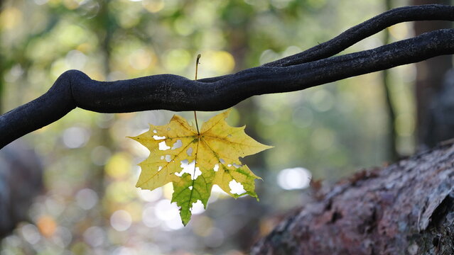 Ein Blatt von Spitzahorn (Acer platanoides) in Herbstfarben hängt an einem dunklen Ast umgeben von unscharfen Hintergrund mit Bokeh.