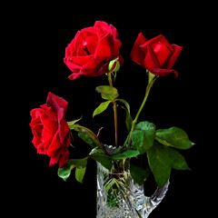 Three red fresh luxurious roses in a crystal vase. Isolated on a black background. Copy space. Greeting or celebration card
