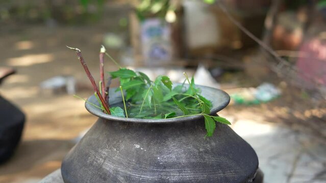Green Neem leaves known as Azadirachta indica boiled in water on chulha. Boiling neem, nimtree or Indian lilac on clay stove. Indian village usage for Bathing and healthy benefits.