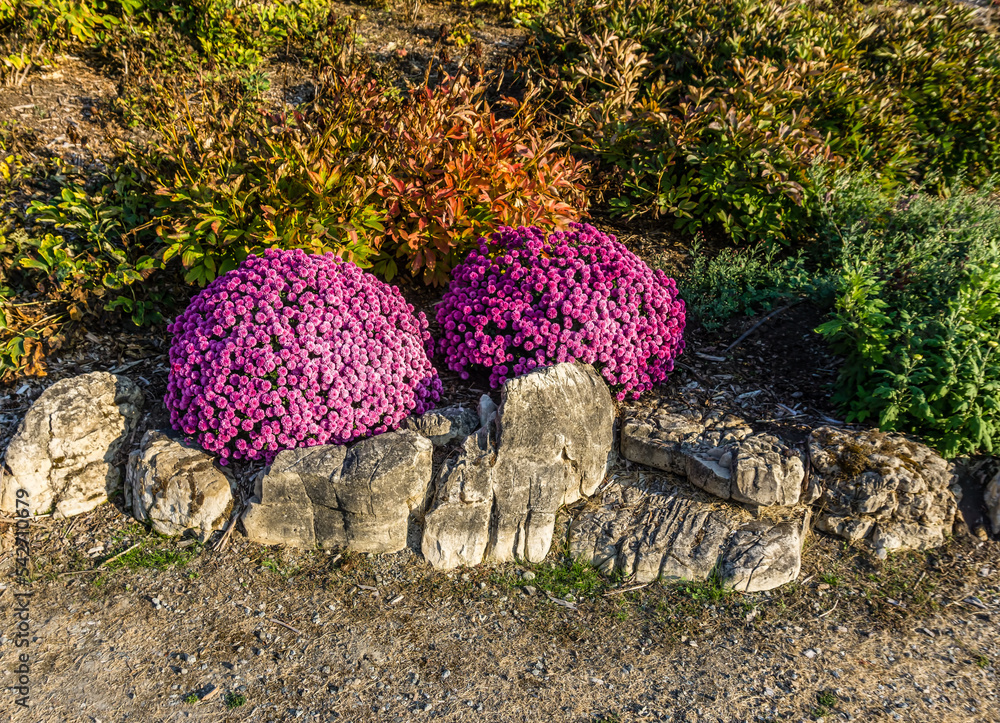 Wall mural rich pink flowers 2