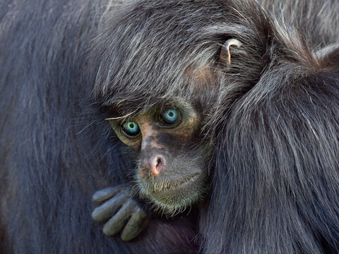 Young Black headed spider monkey (Ateles fusciceps) with blue eyes, captive.