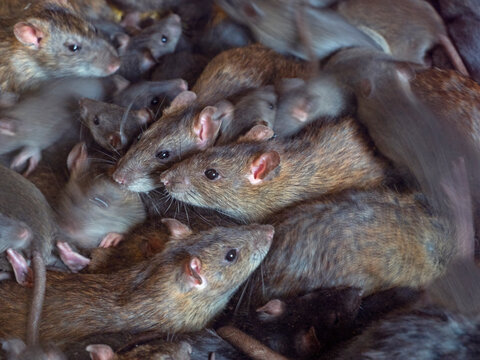 Brown rats (Rattus norvegicus) large group in farm barn.