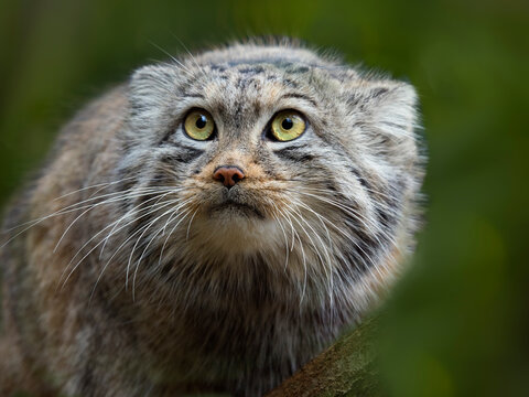 Pallas's cat (Otocolobus manul) portrait. Captive. 