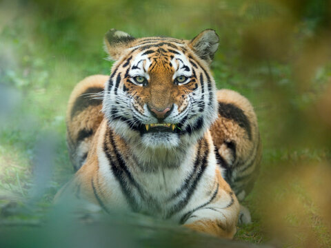 Siberian tiger (Panthera tigris tigris) snarling. Captive. 