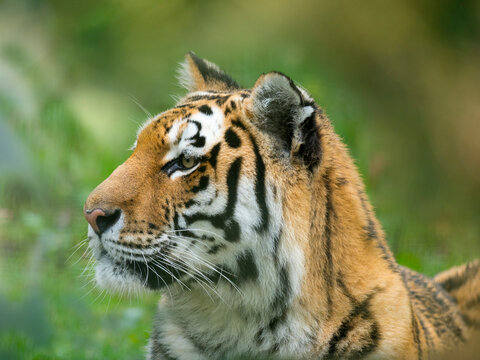 Siberian tiger (Panthera tigris tigris). Captive. 