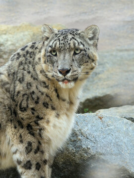 Snow leopard (Panthera uncia) portrait. Captive. 