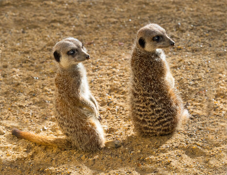 Meerkats (Suricata suricatta) basking in the sun. Captive. 