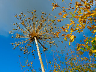 Looking up at Allium seedhead with autumn leaves in background. September. 