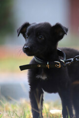 Portrait of a black puppy in cloudy weather outdoors. A black mongrel puppy .