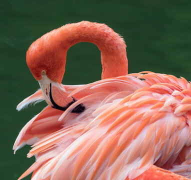 American flamingo (Phoenicopterus ruber) preening feathers. Captive. 
