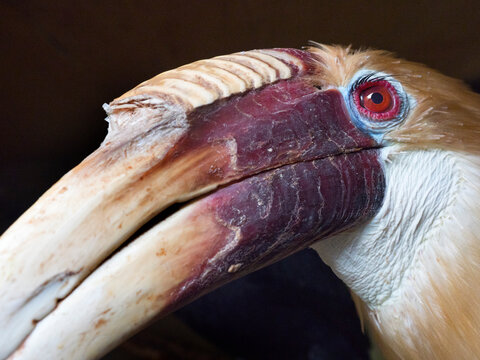 Close up of Blyth's hornbill (Rhyticeros plicatus) male. Captive. 
