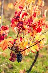 Vigne en Champagne à l'automne 