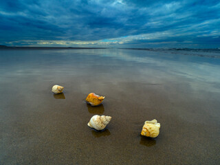 Common whelk (Buccinum undatum) shells washed up on Titchwell Beach under a stormy sky, Norfolk, UK. October 2018. 