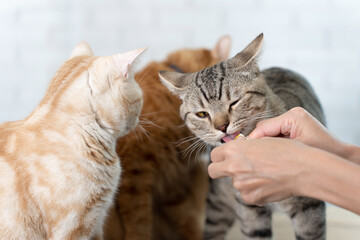 Cute cat lick cat treat snacks.