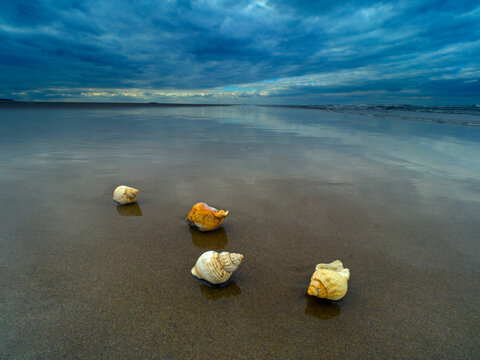 Common whelk (Buccinum undatum) shells washed up on Titchwell Beach under a stormy sky, Norfolk, UK. October 2018. 