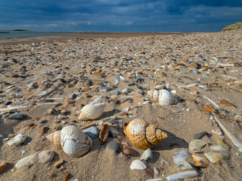 Common whelk (Buccinum undatum) shells washed up on Titchwell Beach, Norfolk, UK. October 2018. 