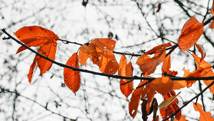 Red autumn leaves on tree